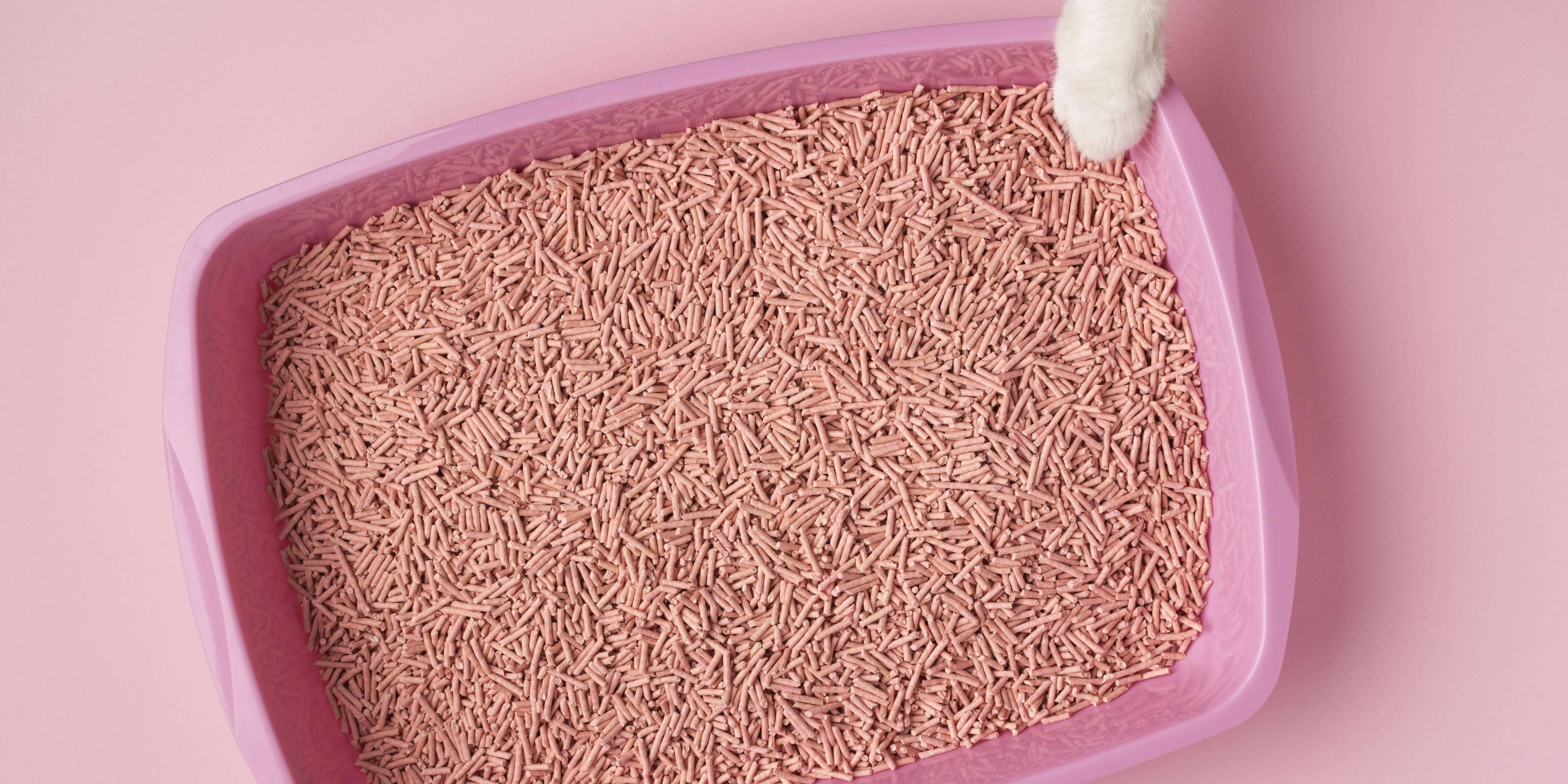 The Ultimate Guide to Cat Litter: Types, Benefits, How to Choose & Hygiene Tips