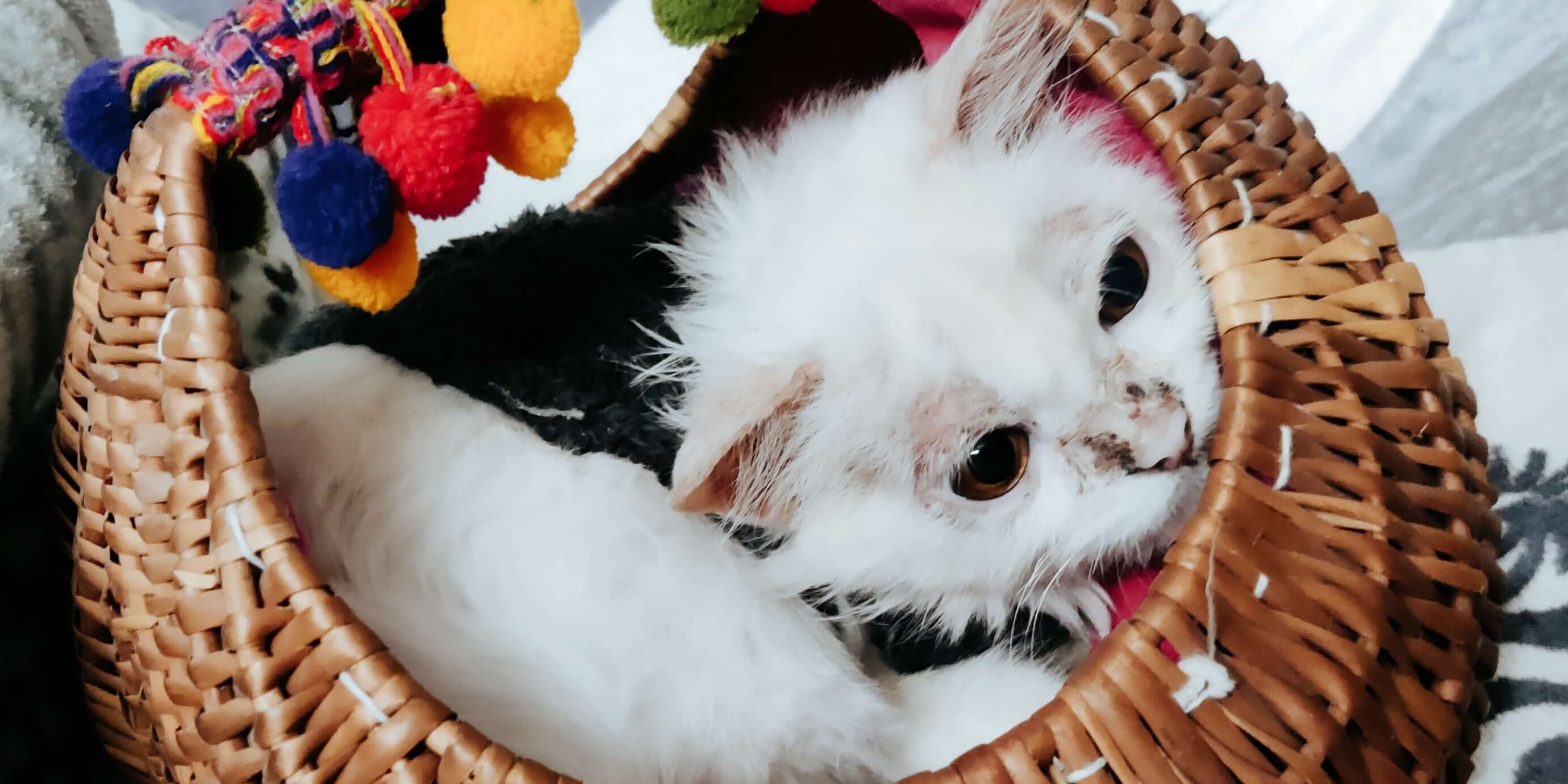 Persian Kitten Care – Best Cat Food, Grooming & Skin Infection Remedies